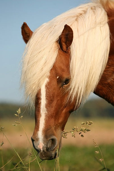 Haflinger Pferderasse