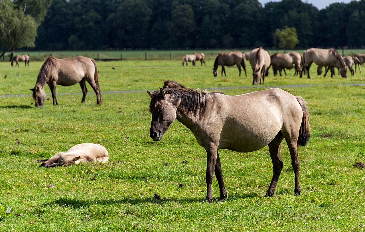 Dülmene Wildpferde