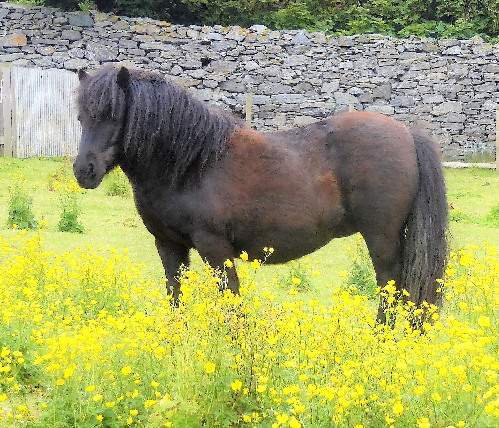 Shetlandpony