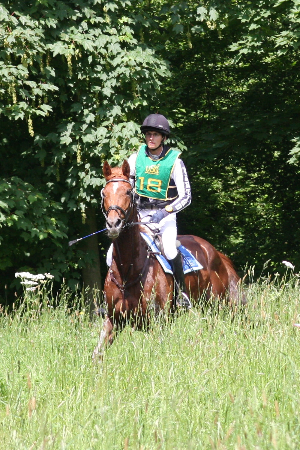 Westfalen Pferd