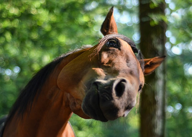 Pferd Insekten