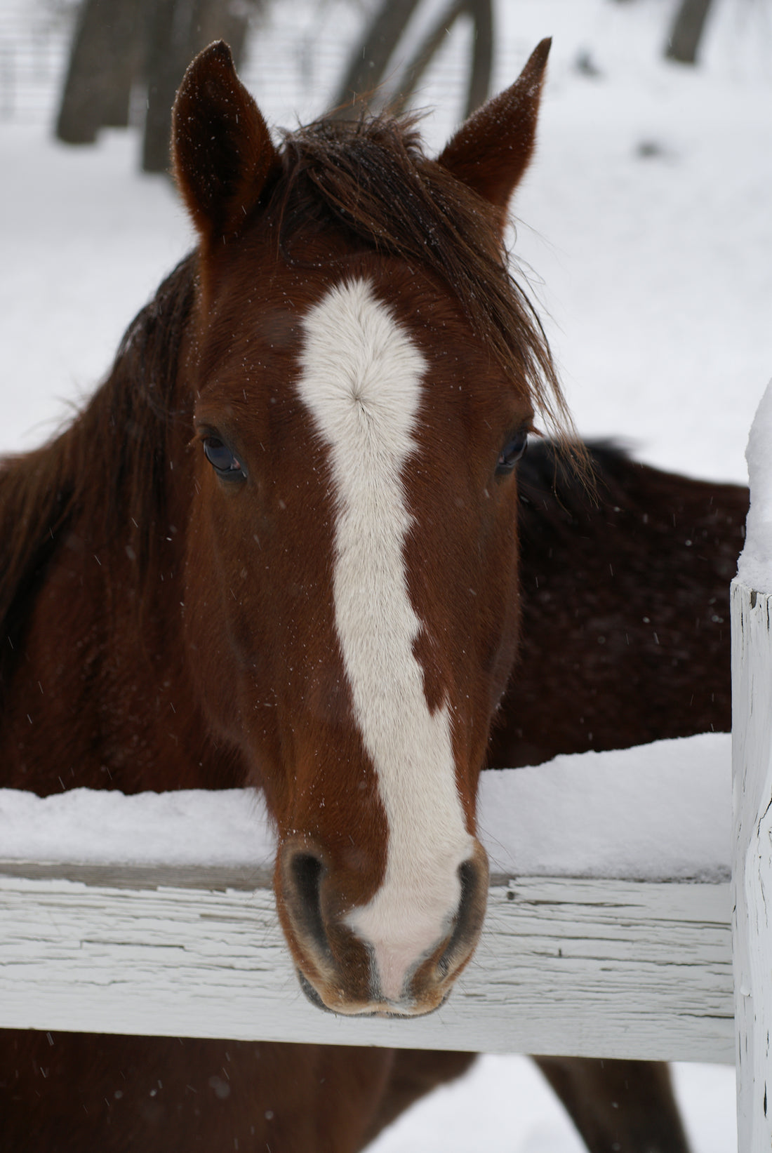 Quarter Horse