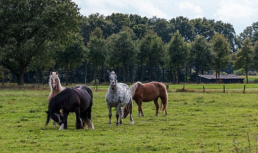 Stoffwechselkur Pferd