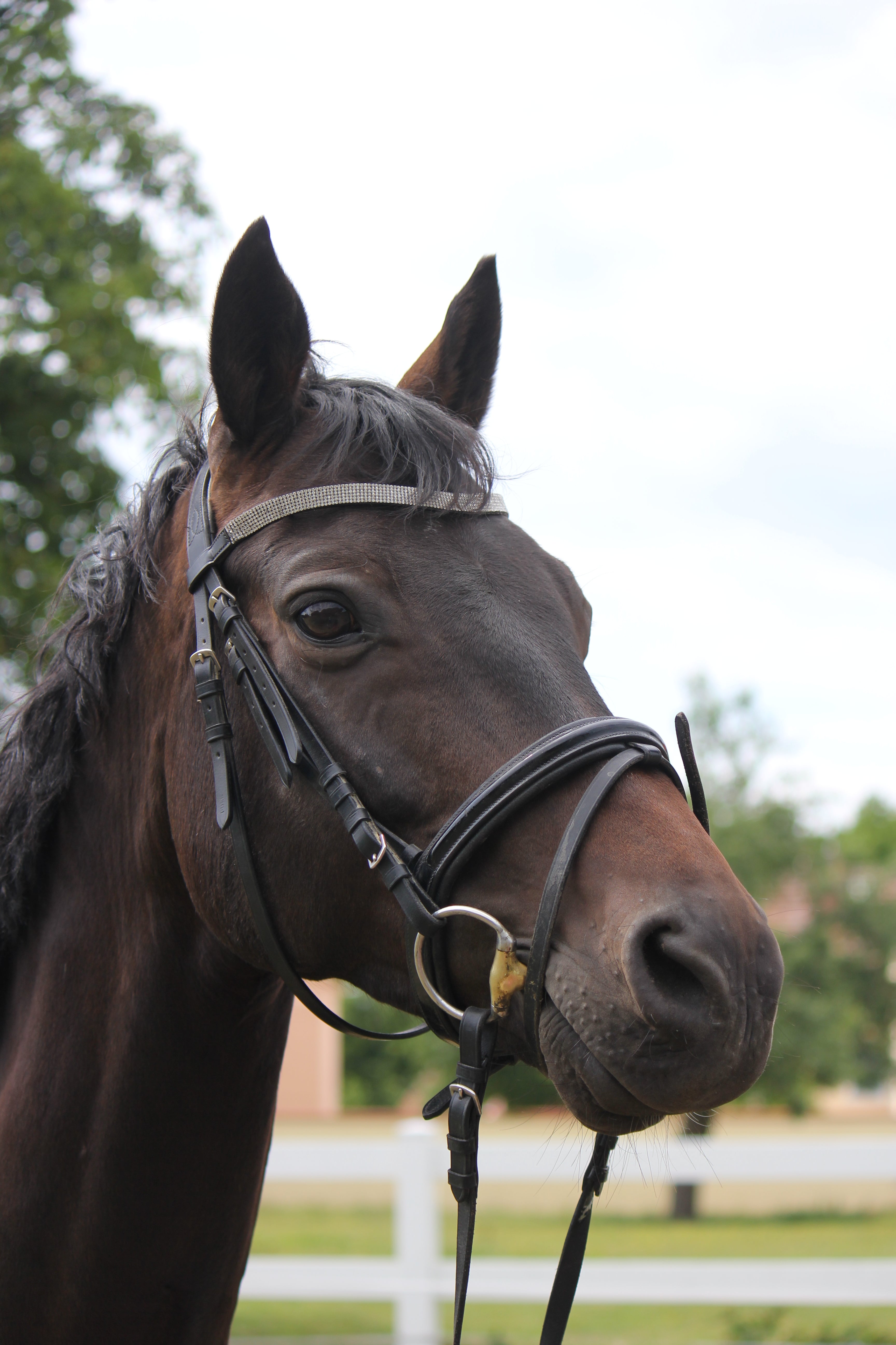 Trakehner