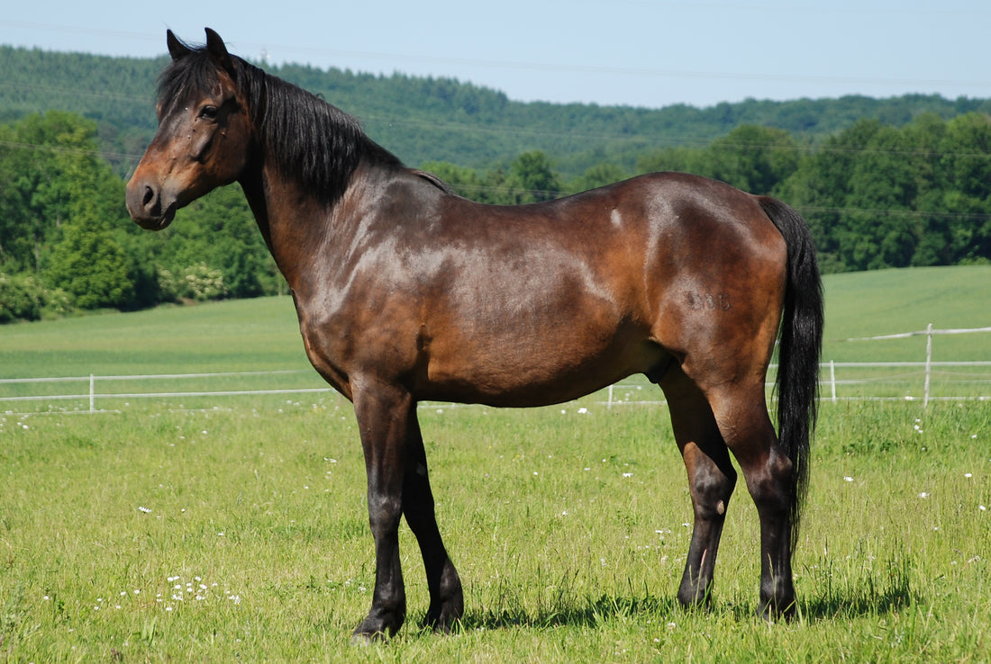 Deutsches Reitpony Rasse
