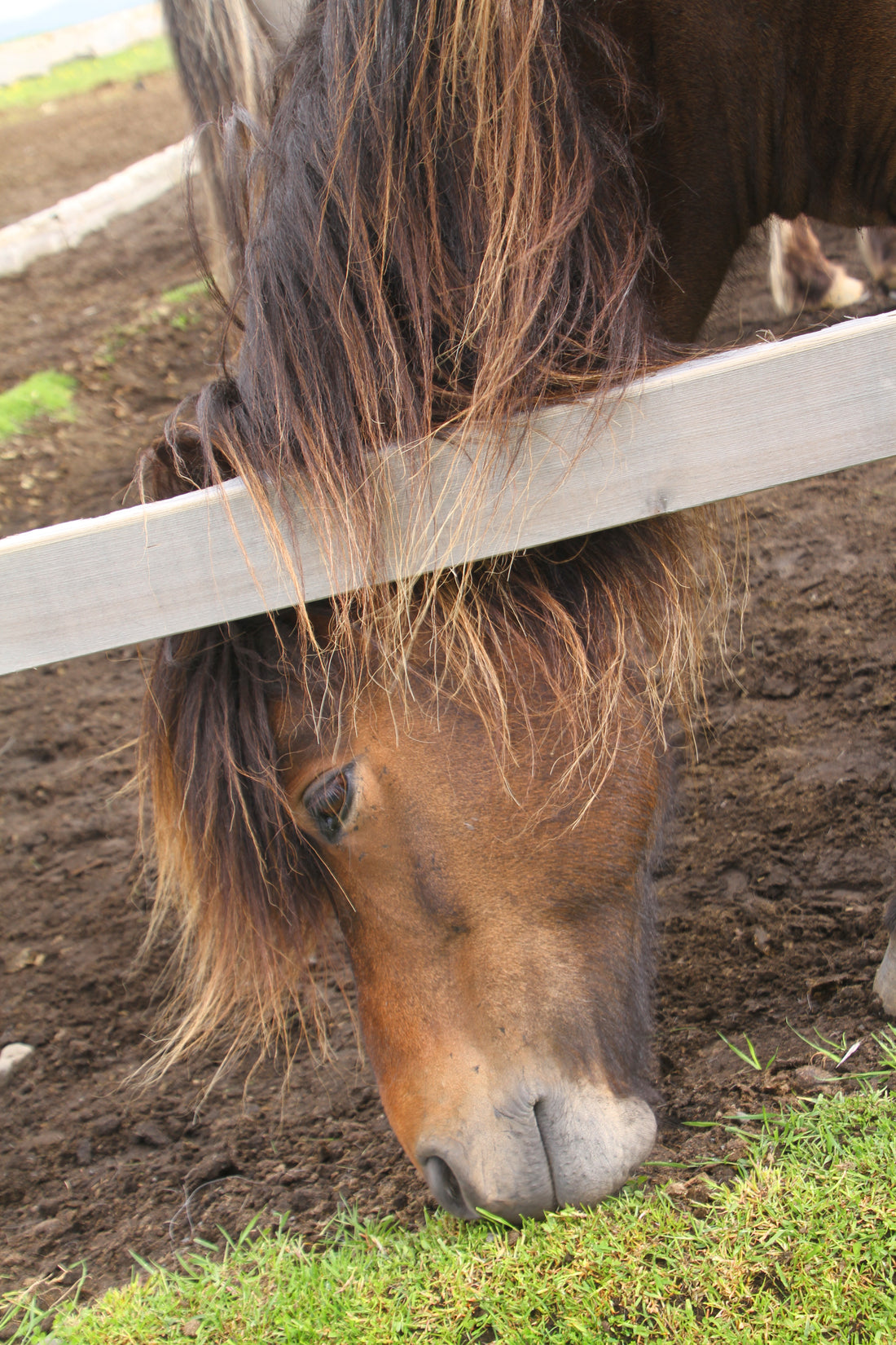 Stoffwechselerkrankungen Pferd