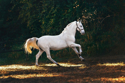 Sicherheit geht vor: Nutzen und Nebenwirkungen von Magnesium beim Pferd