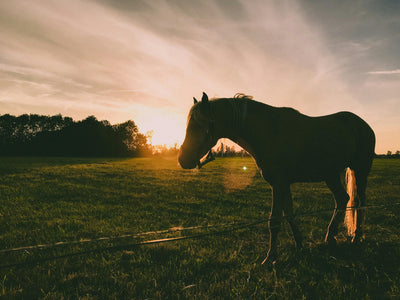 Gesunde Pferde, glückliche Besitzer: Welche Nebenwirkung hat Magnesium für Pferde und wie kann sie vermieden werden?