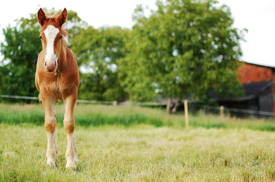 Magnesium bei Pferden: Wie lange füttern?