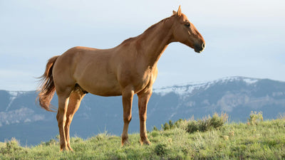 Magnesiumbedarf beim Pferd: Optimiere die Gesundheit deines Pferdes