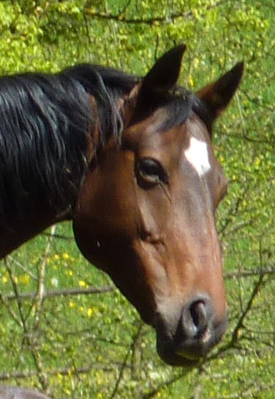 Württemberger Pferd