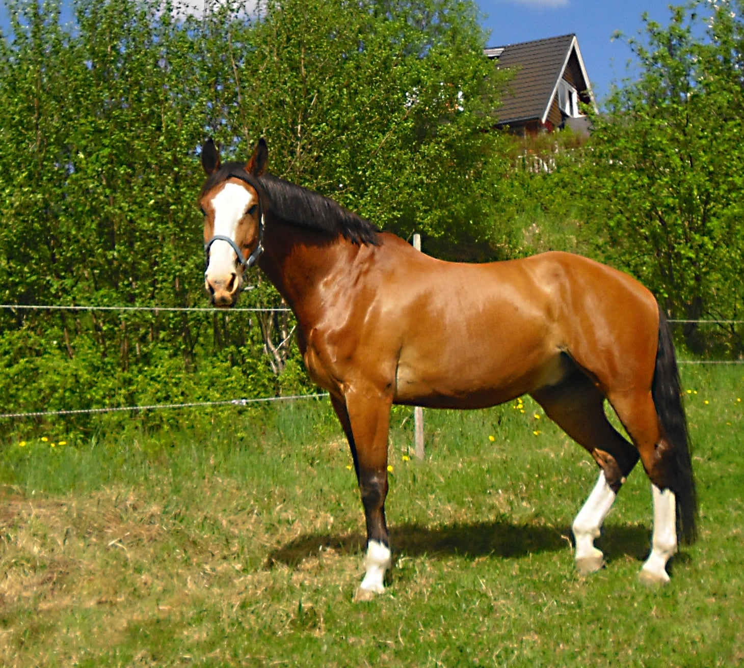 Holsteiner Pferderasse