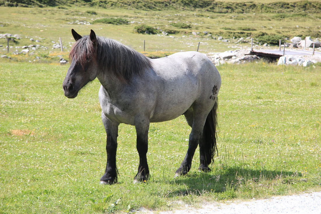 Noriker