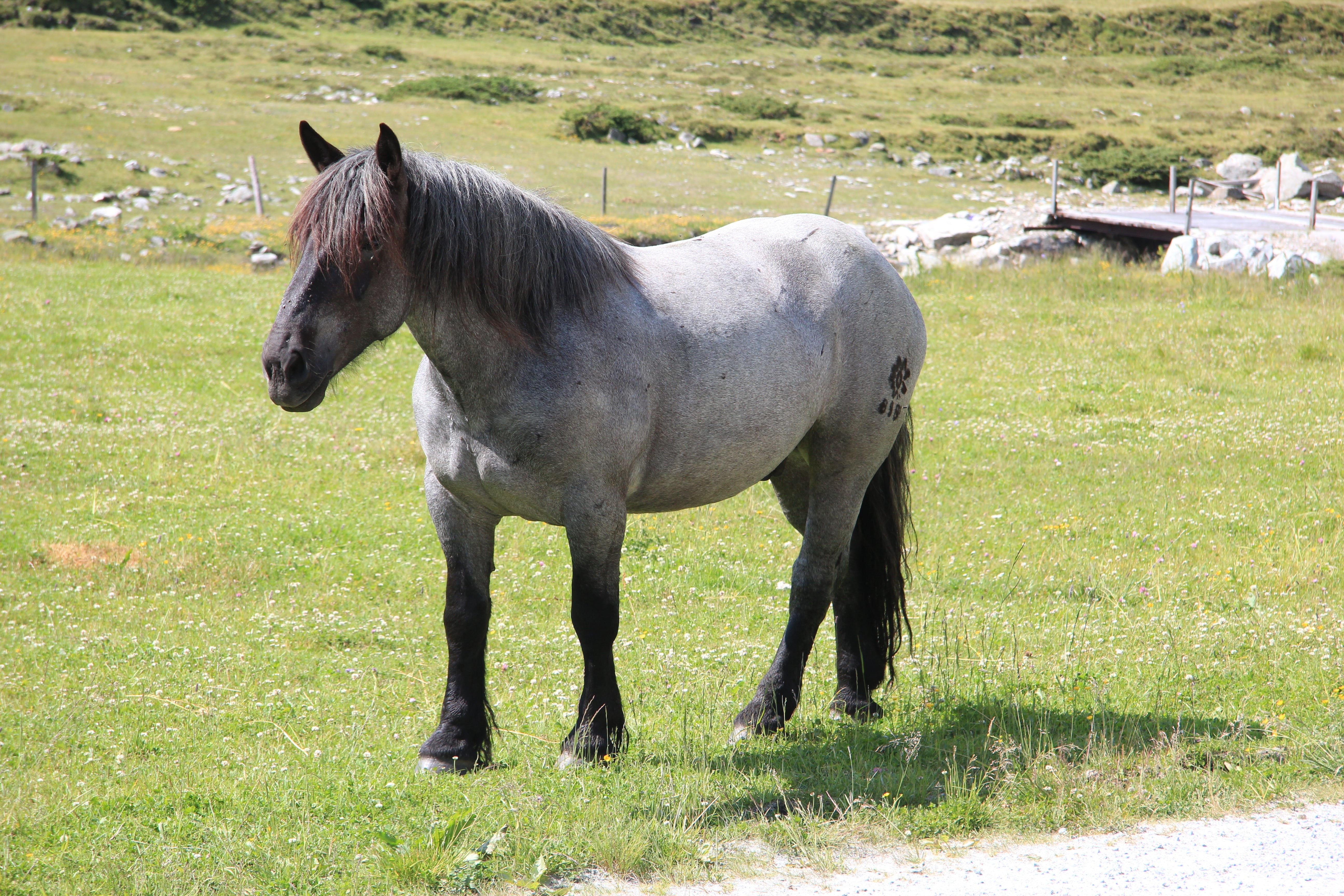 Noriker