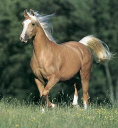 Palomino Pferd
