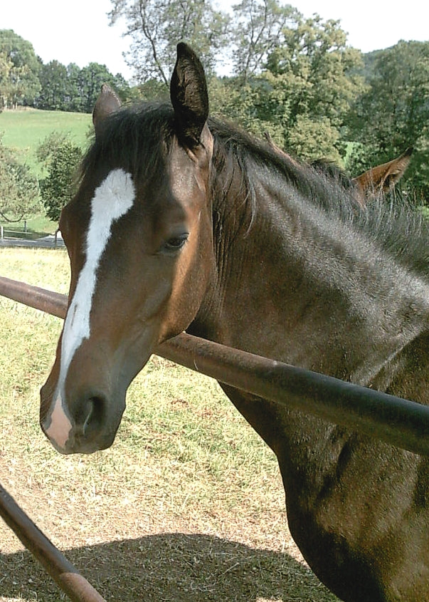 Mauke Pferd