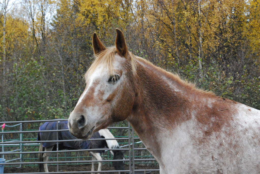 Appaloosa