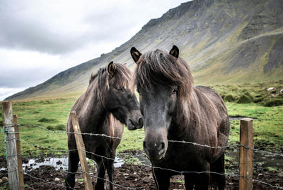 Das Geheimnis zu gesunden Pferden: Die Vorteile von Magnesium