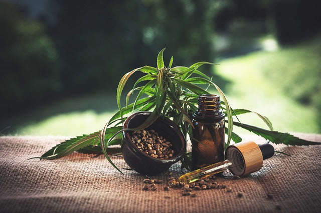 CBD Öl für Pferde