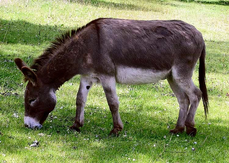 Hufrehe bei Eseln: Ursachen und effektive Lösungen