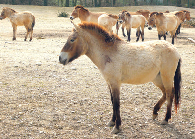 Gaskolik beim Pferd: Das müssen Sie wissen!