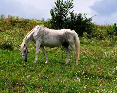 Das Equine Metabolische Syndrom (EMS) bei Pferden