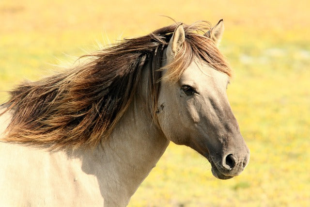 Cushing Pferd