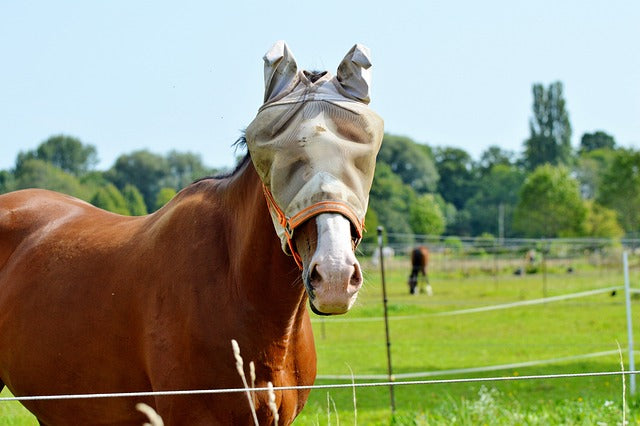 Pferd Insekten