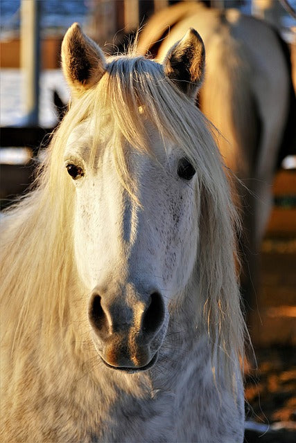 ACTH Wert Pferd
