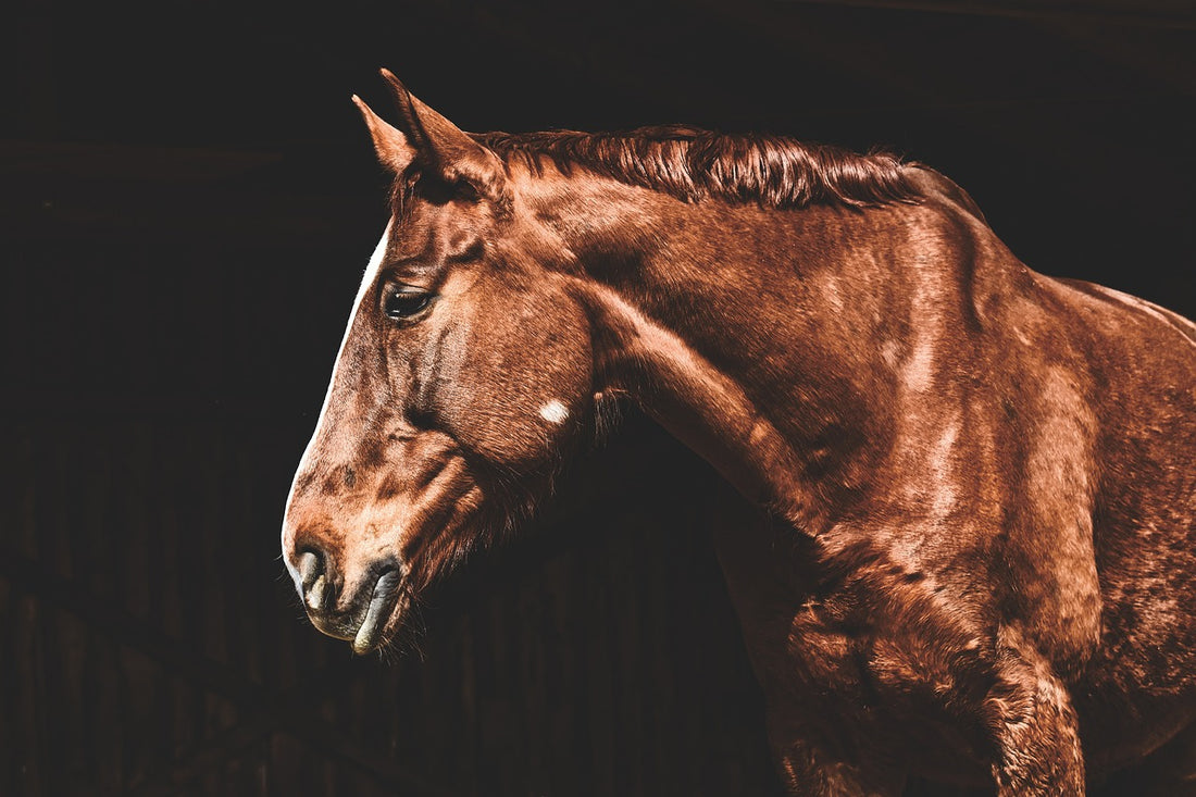 Cushing Pferd