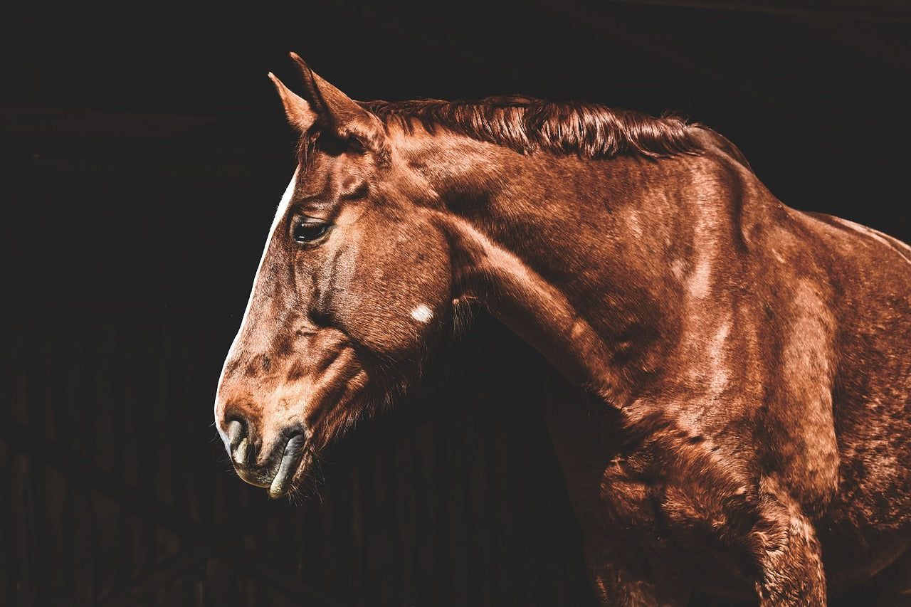 Cushing Pferd