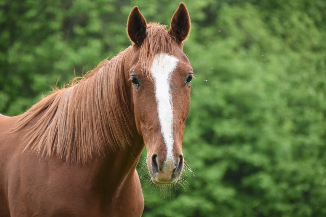 Cushing Pferd scheren