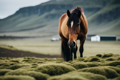 Isländisch Moos für Pferde