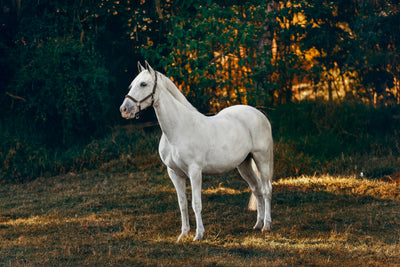 Gesundheit von innen heraus: Magnesium für Pferde im Überblick