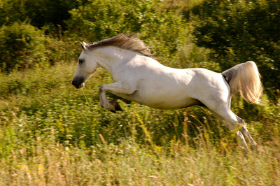Die Wirkung von Magnesium auf das Pferd: Eine Energiequelle für Vitalität und Wohlbefinden