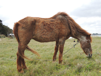 Kolik beim Pferd? Das können Sie jetzt tun!