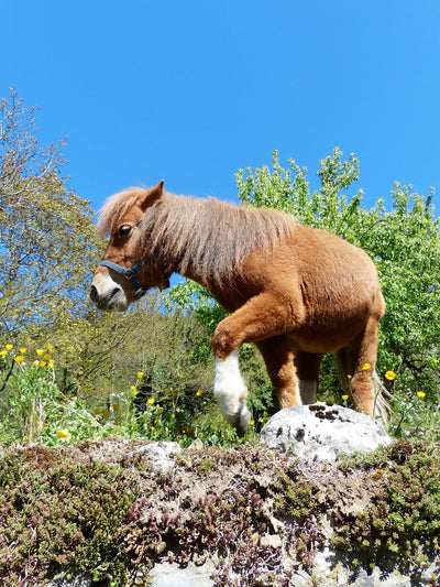 EMS beim Pferd: Symptome und Ursachen