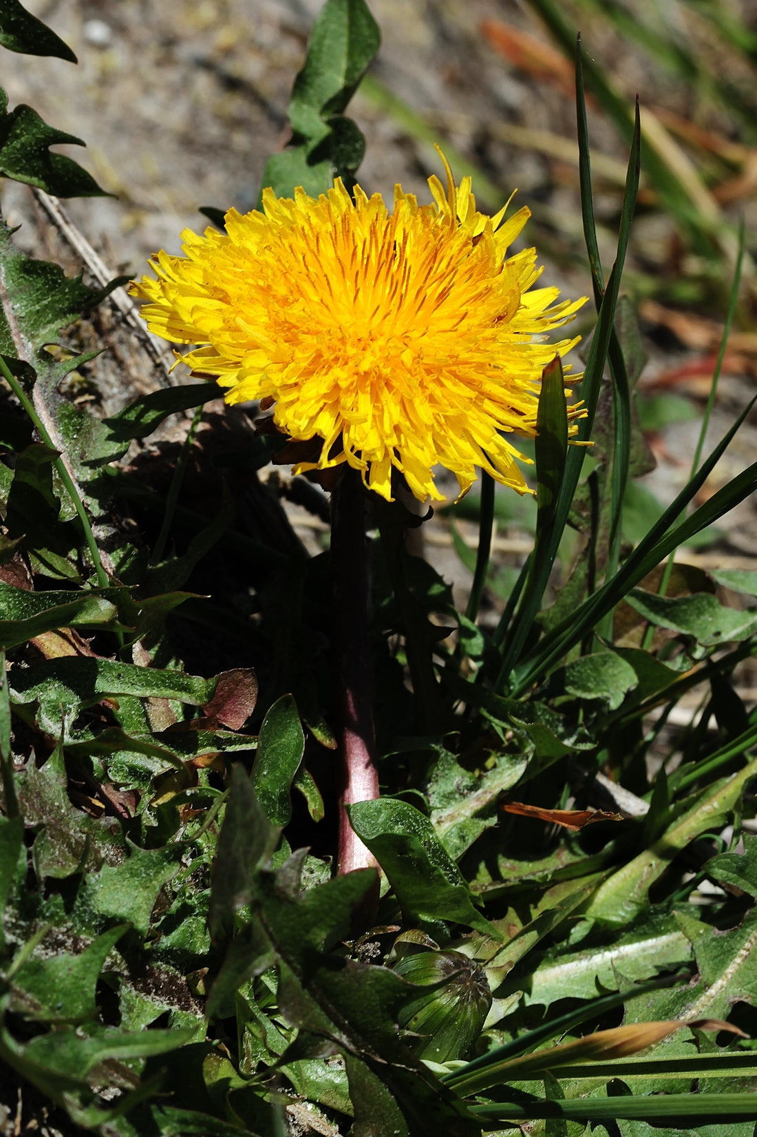 Ringelblumen für Pferde