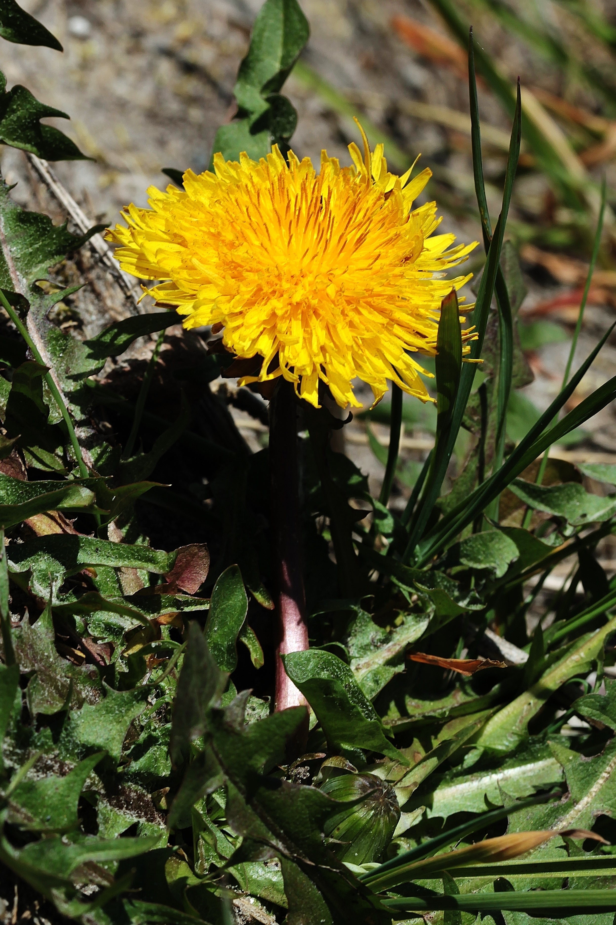 Ringelblumen für Pferde