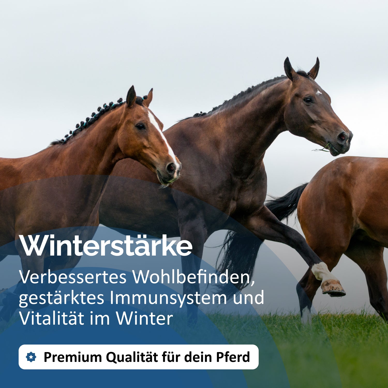 Winterstärke (Immun Stärke)