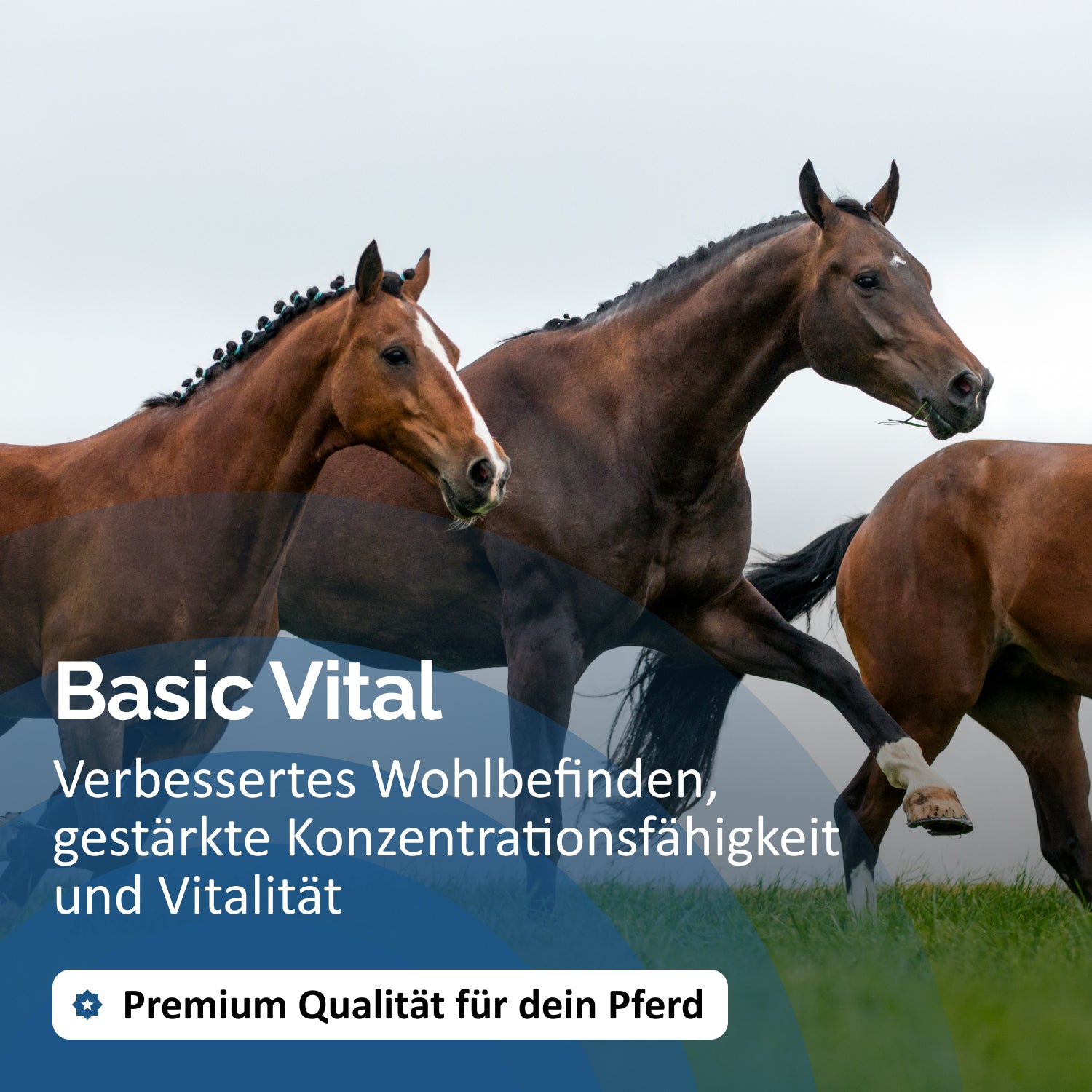 Basic Vital Mix