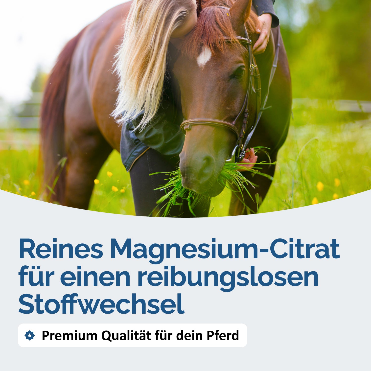 Reines Magnesium Citrat für Pferde