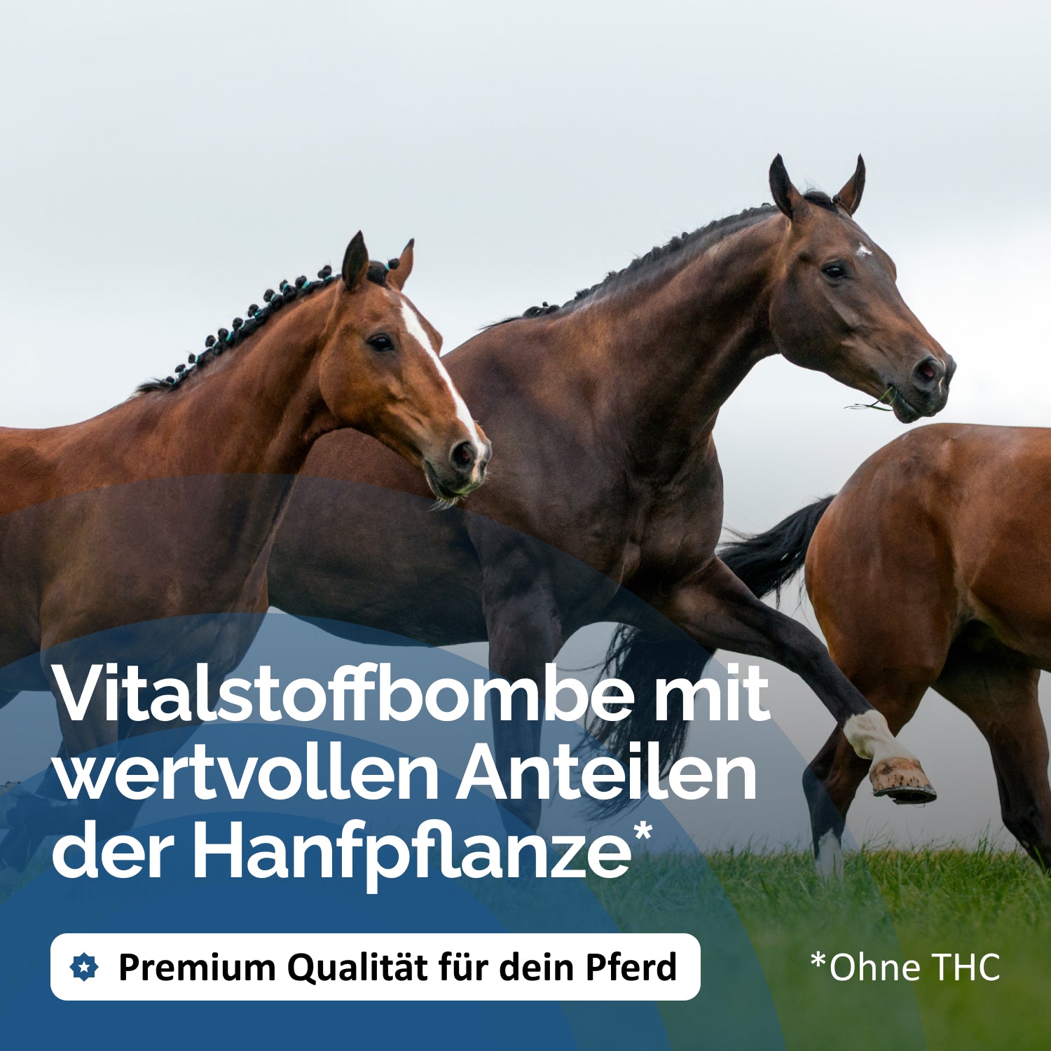 Hanfmischung PLUS