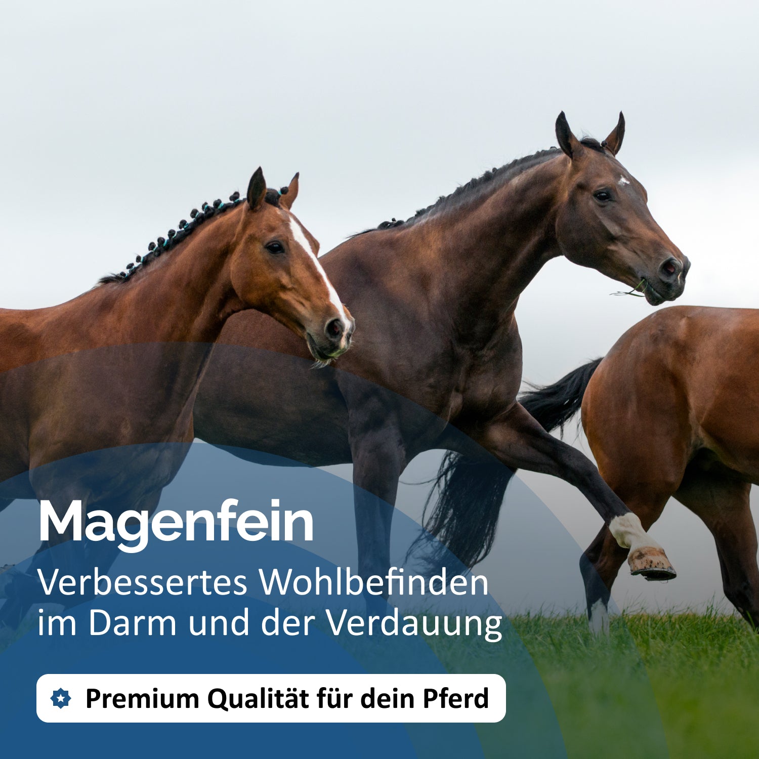 Magenfein
