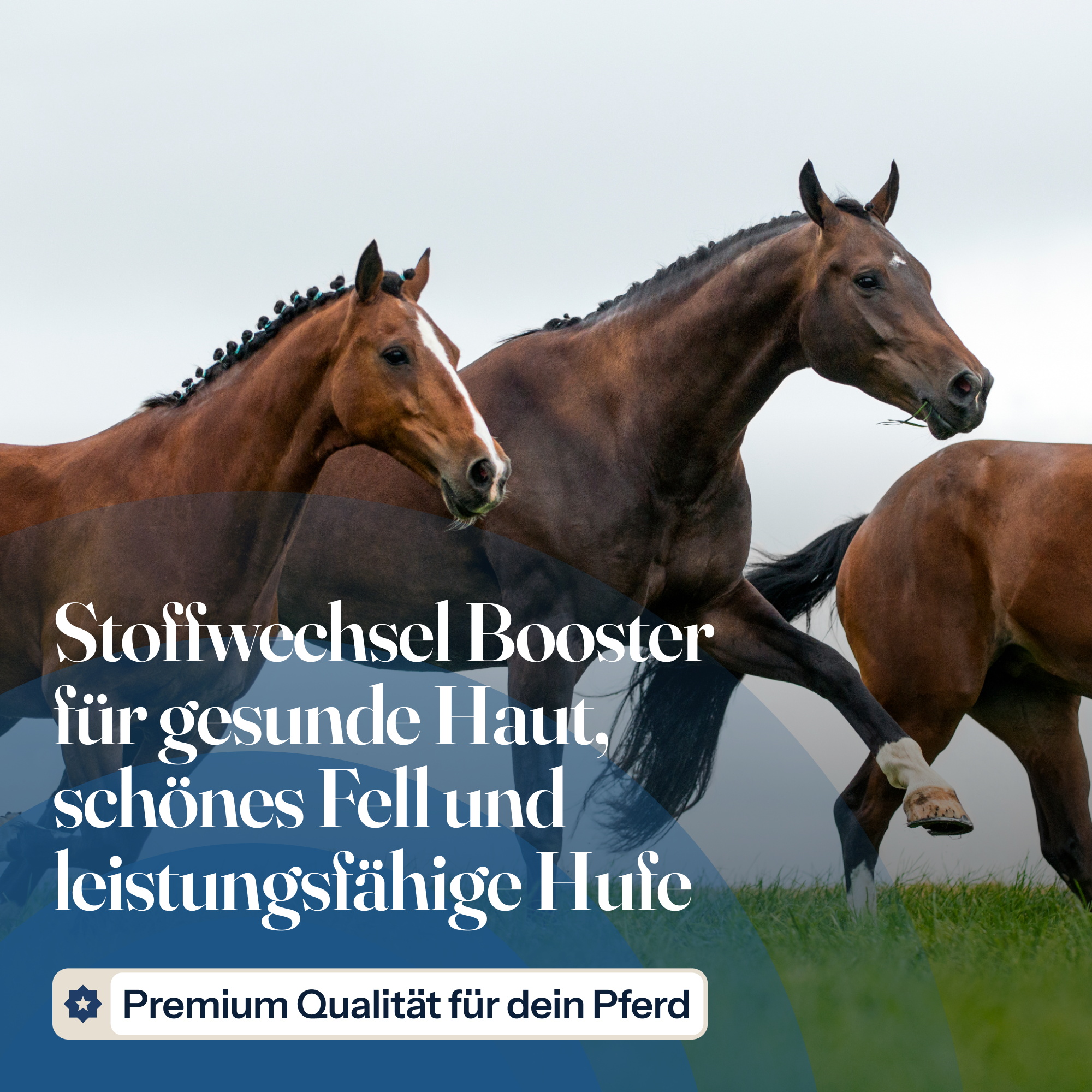 Stoffwechsel Booster für Pferde