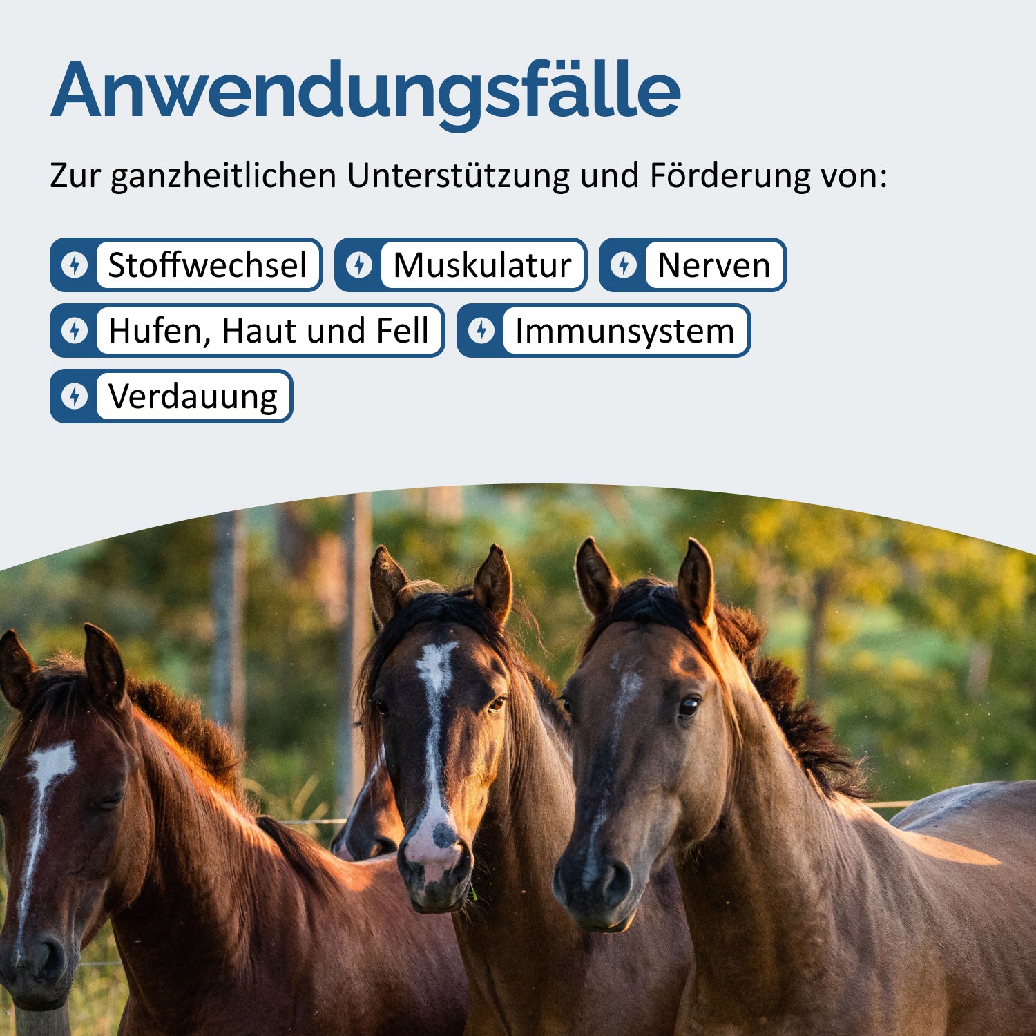 Hanfmischung PLUS