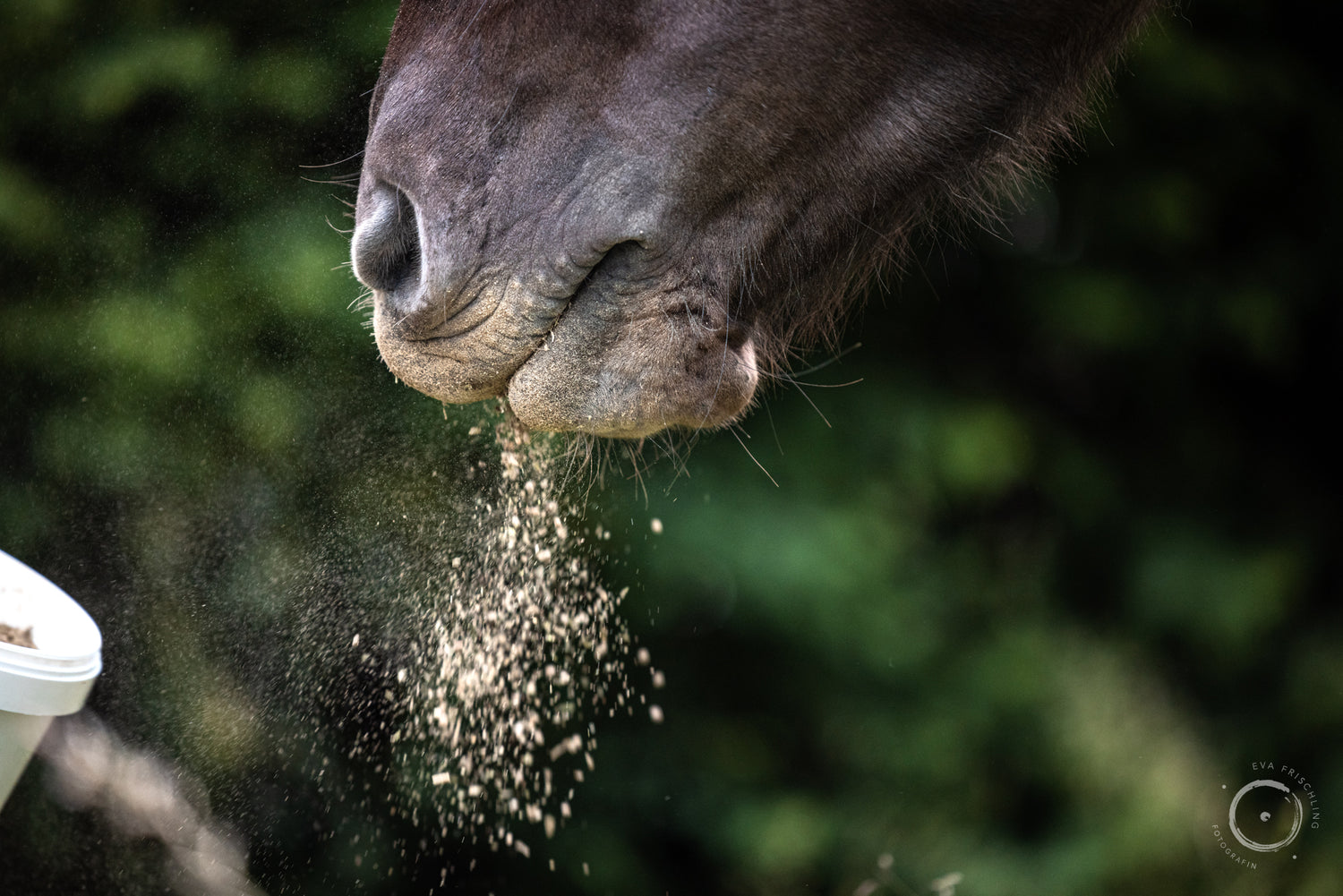 horse-vitality-company