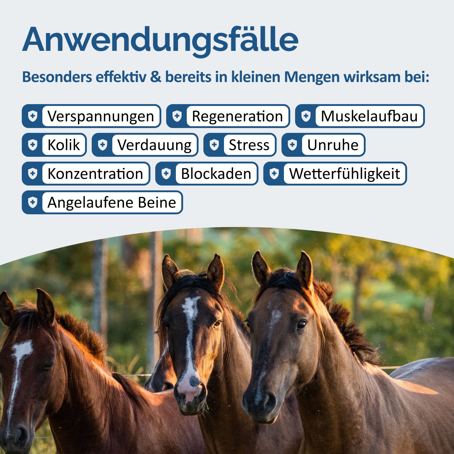Reines Magnesium Citrat für Pferde