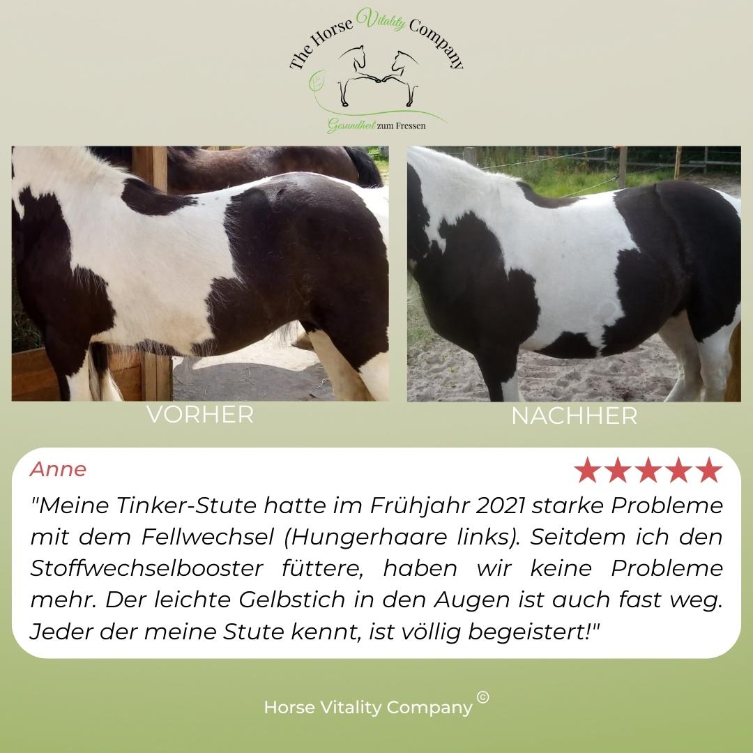 Stoffwechsel Booster für Pferde