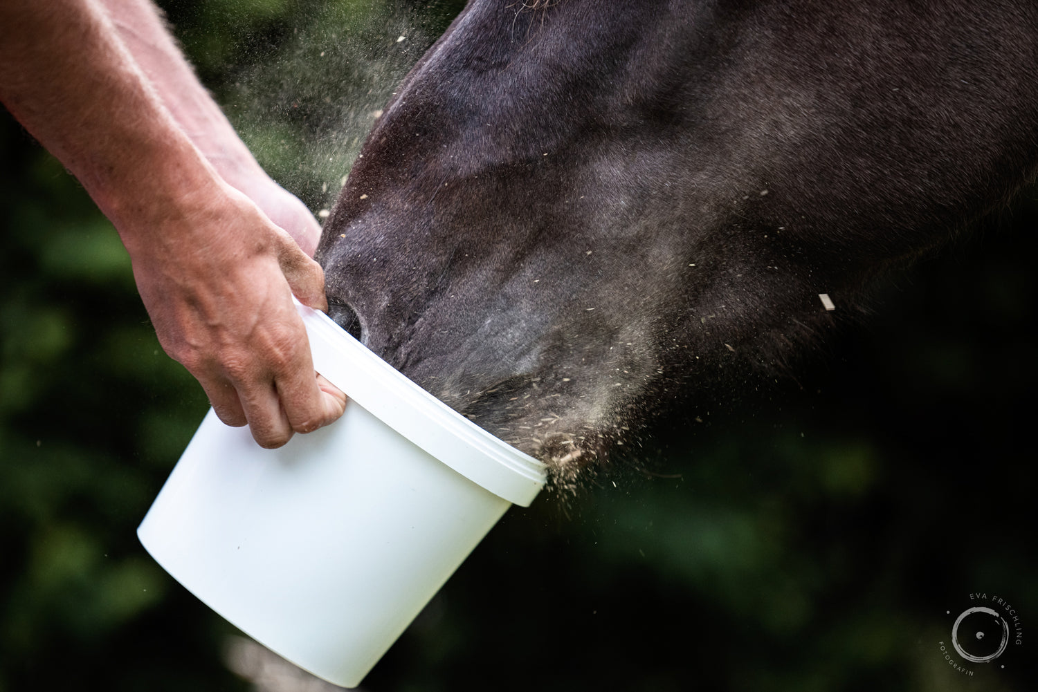 horse-vitality-company